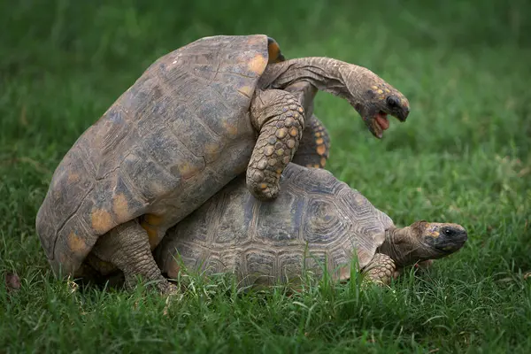 Pacaya Samiria Ulusal Rezervi 'nde, motelo kaplumbağaları bu zengin ve korunmuş Amazon ekosisteminde türlerinin devamını destekleyen hassas bir çiftleşme ritüeline girişir.