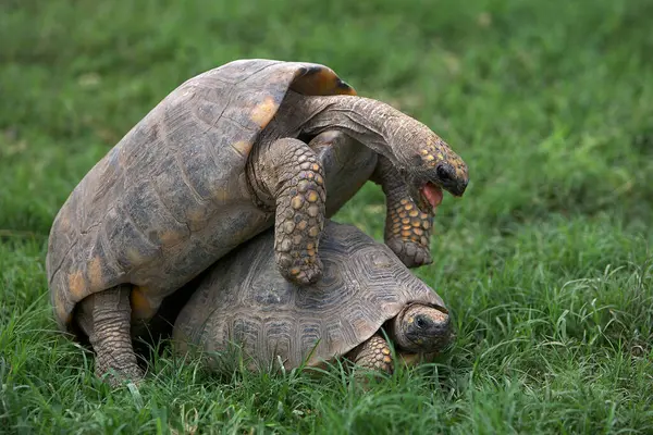 Pacaya Samiria Ulusal Rezervi 'nde, motelo kaplumbağaları bu zengin ve korunmuş Amazon ekosisteminde türlerinin devamını destekleyen hassas bir çiftleşme ritüeline girişir.