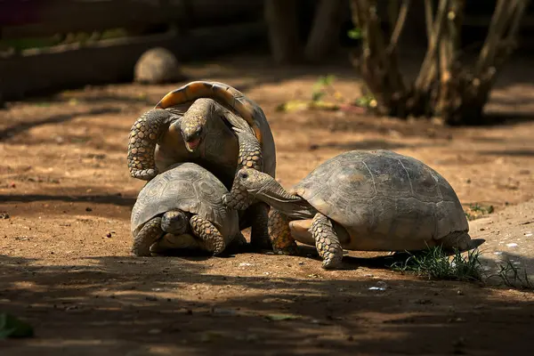 Pacaya Samiria Ulusal Rezervi 'nde, motelo kaplumbağaları bu zengin ve korunmuş Amazon ekosisteminde türlerinin devamını destekleyen hassas bir çiftleşme ritüeline girişir.