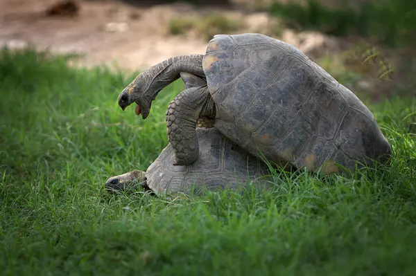 Pacaya Samiria Ulusal Rezervi 'nde, motelo kaplumbağaları bu zengin ve korunmuş Amazon ekosisteminde türlerinin devamını destekleyen hassas bir çiftleşme ritüeline girişir.