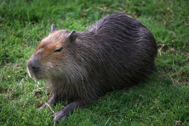Bir candid ronsoco (kapibara), Amazon 'un nazik devi, verimli Peru ormanlarında özgürce dolaşır. Dünyanın en zengin ekosistemlerinden birinde huzurlu bir varlık.