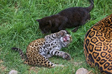 Vahşi doğada hassas bir an. Bir jaguar anne meraklı yavrularıyla oynar. Ormanın gölgesinde onlara güç, gizlilik ve aşkı öğretir.