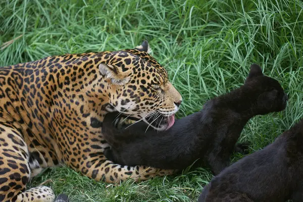 Vahşi doğada hassas bir an. Bir jaguar anne meraklı yavrularıyla oynar. Ormanın gölgesinde onlara güç, gizlilik ve aşkı öğretir.