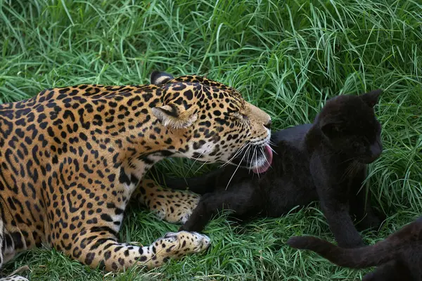 Vahşi doğada hassas bir an. Bir jaguar anne meraklı yavrularıyla oynar. Ormanın gölgesinde onlara güç, gizlilik ve aşkı öğretir.