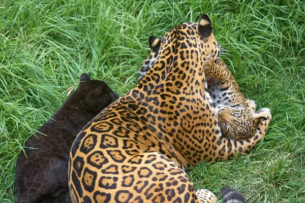 Vahşi doğada hassas bir an. Bir jaguar anne meraklı yavrularıyla oynar. Ormanın gölgesinde onlara güç, gizlilik ve aşkı öğretir.