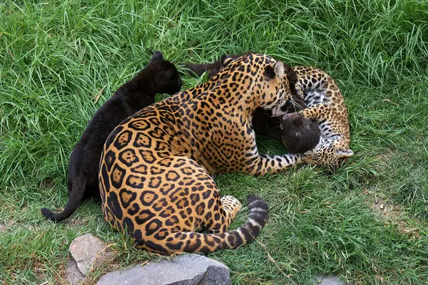 Vahşi doğada hassas bir an. Bir jaguar anne meraklı yavrularıyla oynar. Ormanın gölgesinde onlara güç, gizlilik ve aşkı öğretir.