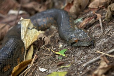 Yeşil Anakonda (Eunectes murinus), dünyanın en büyük ve en ağır yılan türlerinden biridir. Pacaya Samiria Loreto Peru.