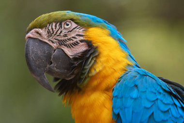 Şaşırtıcı mavi ve sarı bir papağan Peru ormanının kalbine canlı bir enerji getirir. Amazonların gerçek bir simgesi vahşi güzellik ve biyolojik çeşitliliğin