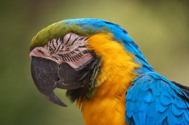 Şaşırtıcı mavi ve sarı bir papağan Peru ormanının kalbine canlı bir enerji getirir. Amazonların gerçek bir simgesi vahşi güzellik ve biyolojik çeşitliliğin