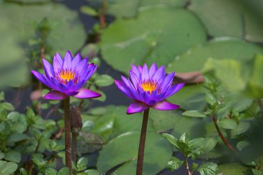Victoria amazonica, yaygın olarak su zambağı ya da Amazon nilüferleri olarak bilinir. Peru 'daki Pacaya Samiria Ulusal Rezervi de dahil olmak üzere Amazon Nehri havzasının sığ sularına özgüdür..