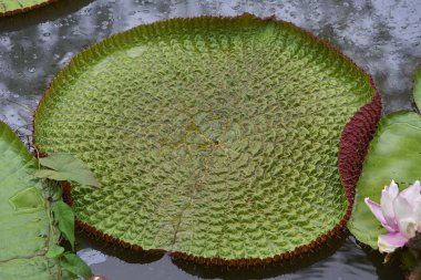 Victoria amazonica, yaygın olarak su zambağı ya da Amazon nilüferleri olarak bilinir. Peru 'daki Pacaya Samiria Ulusal Rezervi de dahil olmak üzere Amazon Nehri havzasının sığ sularına özgüdür..