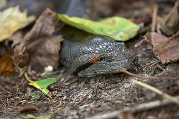 Yeşil Anakonda (Eunectes murinus), dünyanın en büyük ve en ağır yılan türlerinden biridir. Pacaya Samiria Loreto Peru.