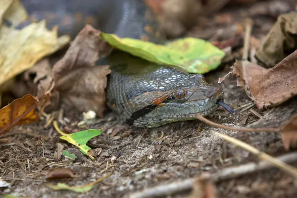 Yeşil Anakonda (Eunectes murinus), dünyanın en büyük ve en ağır yılan türlerinden biridir. Pacaya Samiria Loreto Peru.