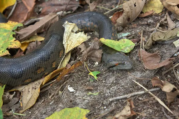Yeşil Anakonda (Eunectes murinus), dünyanın en büyük ve en ağır yılan türlerinden biridir. Pacaya Samiria Loreto Peru.