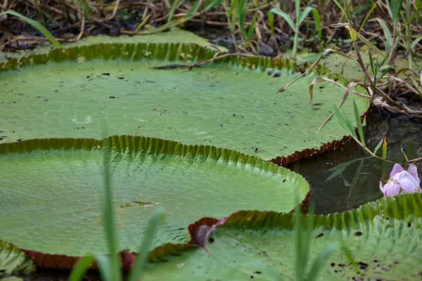 Victoria amazonica, yaygın olarak su zambağı ya da Amazon nilüferleri olarak bilinir. Peru 'daki Pacaya Samiria Ulusal Rezervi de dahil olmak üzere Amazon Nehri havzasının sığ sularına özgüdür..
