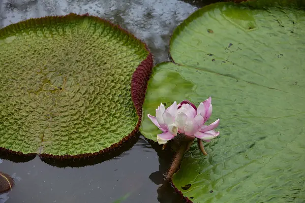 Victoria amazonica, yaygın olarak su zambağı ya da Amazon nilüferleri olarak bilinir. Peru 'daki Pacaya Samiria Ulusal Rezervi de dahil olmak üzere Amazon Nehri havzasının sığ sularına özgüdür..