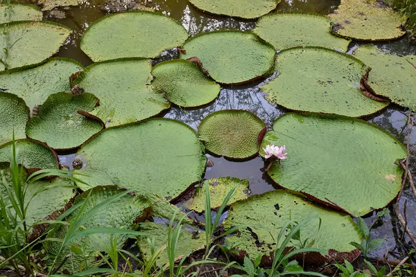 Victoria amazonica, yaygın olarak su zambağı ya da Amazon nilüferleri olarak bilinir. Peru 'daki Pacaya Samiria Ulusal Rezervi de dahil olmak üzere Amazon Nehri havzasının sığ sularına özgüdür..