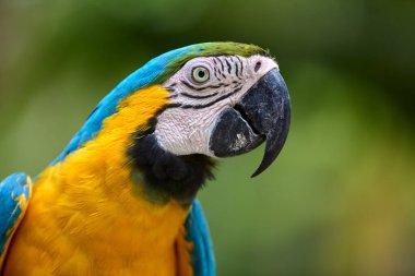 Şaşırtıcı mavi ve sarı bir papağan Peru ormanının kalbine canlı bir enerji getirir. Amazonların gerçek bir simgesi vahşi güzellik ve biyolojik çeşitliliğin
