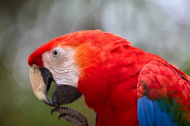 Kızıl Macaw cesur renkleri ve neşeli ruhuyla yağmur ormanlarını aydınlatıyor. Doğal palet en iyi haliyle. Pacaya Samiria Ulusal Park-Peru