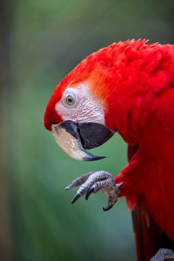 Kızıl Macaw cesur renkleri ve neşeli ruhuyla yağmur ormanlarını aydınlatıyor. Doğal palet en iyi haliyle. Pacaya Samiria Ulusal Park-Peru