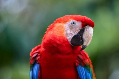 Kızıl Macaw cesur renkleri ve neşeli ruhuyla yağmur ormanlarını aydınlatıyor. Doğal palet en iyi haliyle. Pacaya Samiria Ulusal Park-Peru