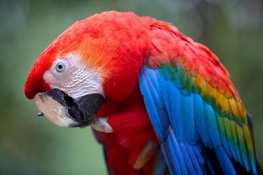 Kızıl Macaw cesur renkleri ve neşeli ruhuyla yağmur ormanlarını aydınlatıyor. Doğal palet en iyi haliyle. Pacaya Samiria Ulusal Park-Peru