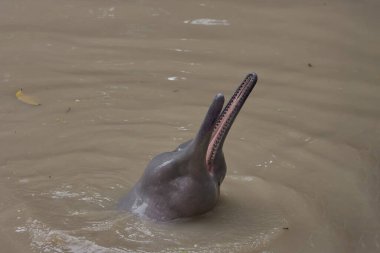 Pacaya Samiria 'da efsanevi pembe yunusların yüzeye çıkışına nadir rastlanan bir bakış. Bu kutsal sularda gizemlerin, güzelliklerin ve hayat dolu yaşamın sembolü..