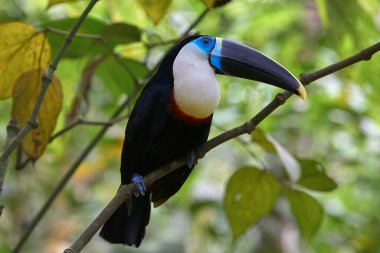 Beyaz boğazlı Toucan (Ramphastos tucanus), Pacaya Samiria 'nın kalbine zarif bir şekilde tünemiştir. Yağmur ormanlarının en ikonik seslerinden biri yoğun gölgeliklerde yankılanır..