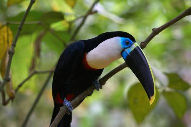 Beyaz boğazlı Toucan (Ramphastos tucanus), Pacaya Samiria 'nın kalbine zarif bir şekilde tünemiştir. Yağmur ormanlarının en ikonik seslerinden biri yoğun gölgeliklerde yankılanır..