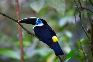 Beyaz boğazlı Toucan (Ramphastos tucanus), Pacaya Samiria 'nın kalbine zarif bir şekilde tünemiştir. Yağmur ormanlarının en ikonik seslerinden biri yoğun gölgeliklerde yankılanır..