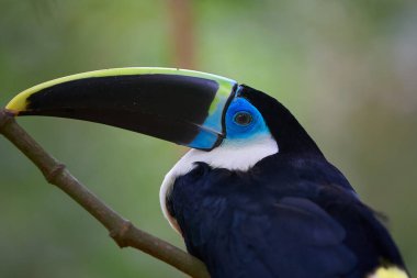 Beyaz boğazlı Toucan (Ramphastos tucanus), Pacaya Samiria 'nın kalbine zarif bir şekilde tünemiştir. Yağmur ormanlarının en ikonik seslerinden biri yoğun gölgeliklerde yankılanır..