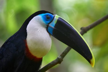 Beyaz boğazlı Toucan (Ramphastos tucanus), Pacaya Samiria 'nın kalbine zarif bir şekilde tünemiştir. Yağmur ormanlarının en ikonik seslerinden biri yoğun gölgeliklerde yankılanır..