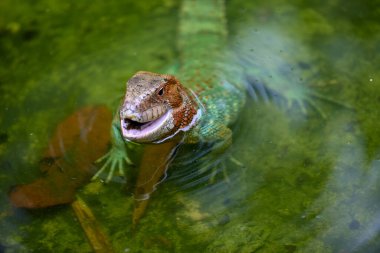 Yakalanması zor Dracaena kertenkelesi, Amazon dünyasına mükemmel uyum sağladı. Yarı sürüngen, yarı nehir ruhu. Pacaya Samiria Peru.