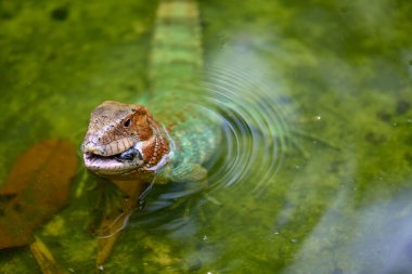 Yakalanması zor Dracaena kertenkelesi, Amazon dünyasına mükemmel uyum sağladı. Yarı sürüngen, yarı nehir ruhu. Pacaya Samiria Peru.
