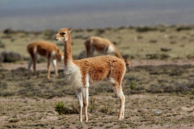 Vahşi vicualar, Peru And Dağları 'nda gezinir. Puna' nın koruyucuları ve doğal zarafetin sembolleri. Altın tüyleri And güneşinin altında parıldıyor. Doğanın sessiz görkeminin bir hatırlatıcısı.