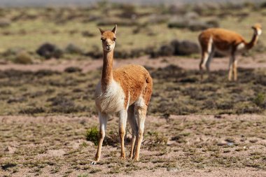 Vahşi vicualar, Peru And Dağları 'nda gezinir. Puna' nın koruyucuları ve doğal zarafetin sembolleri. Altın tüyleri And güneşinin altında parıldıyor. Doğanın sessiz görkeminin bir hatırlatıcısı.