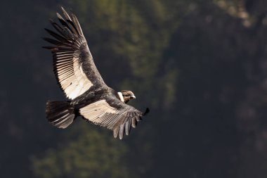 Görkemli And Akbabası, termallere eski bir zarafetle biniyor. Özgürlüğün ve gücün sembolü olan bu kutsal kuş dünyanın en derin kanyonlarından birini izliyor. Colca Peru 'nun gerçek bir simgesi..