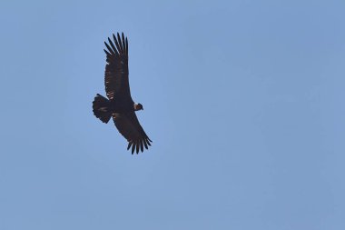 Görkemli And Akbabası, termallere eski bir zarafetle biniyor. Özgürlüğün ve gücün sembolü olan bu kutsal kuş dünyanın en derin kanyonlarından birini izliyor. Colca Peru 'nun gerçek bir simgesi..
