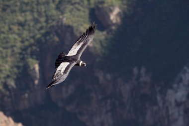 Görkemli And Akbabası, termallere eski bir zarafetle biniyor. Özgürlüğün ve gücün sembolü olan bu kutsal kuş dünyanın en derin kanyonlarından birini izliyor. Colca Peru 'nun gerçek bir simgesi..