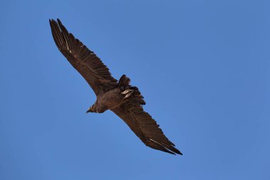 Görkemli And Akbabası, termallere eski bir zarafetle biniyor. Özgürlüğün ve gücün sembolü olan bu kutsal kuş dünyanın en derin kanyonlarından birini izliyor. Colca Peru 'nun gerçek bir simgesi..