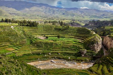 Colca Kanyonu 'nun İnka terasları nefes kesiciden de öte, yaşayan bir miras. Dik And yamaçlarına oyulmuş bu tarım harikaları yüzyıllar boyunca yaşamı sürdürdü..