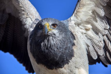 Kara göğüslü Şahin-Kartal (Geranoaetus melanoleucus), ayrıca Kara Göğüslü Kartal veya Guila Mora olarak da bilinir. Colca Peru