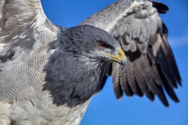 Kara göğüslü Şahin-Kartal (Geranoaetus melanoleucus), ayrıca Kara Göğüslü Kartal veya Guila Mora olarak da bilinir. Colca Peru