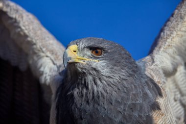 Kara göğüslü Şahin-Kartal (Geranoaetus melanoleucus), ayrıca Kara Göğüslü Kartal veya Guila Mora olarak da bilinir. Colca Peru