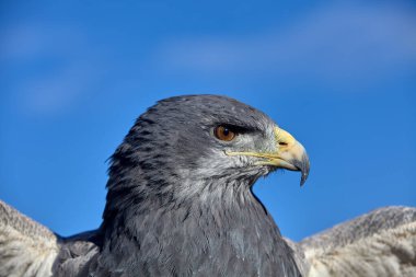 Kara göğüslü Şahin-Kartal (Geranoaetus melanoleucus), ayrıca Kara Göğüslü Kartal veya Guila Mora olarak da bilinir. Colca Peru