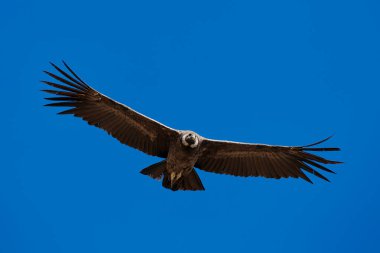 Colca Kanyonu 'nun uçsuz bucaksız derinliklerinde süzülen dişi bir And Akbabası. Zaman ve rüzgar tarafından oyulmuş bir güç, zerafet ve özgürlüğün sembolü. Bu kutsal manzara, doğanın en güçlü hükümdarlarından birini karşılıyor.