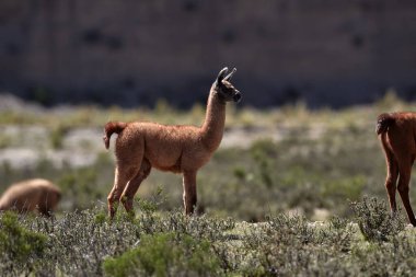 Neşeli ve meraklı, genç lamalar antik patikaların canlı dağ havasıyla buluştuğu Peru And Dağları 'nın tepelerini keşfediyorlar. Nefes kesen manzaralarda doğarlar, her adımda dağlık arazinin mirasını taşırlar..