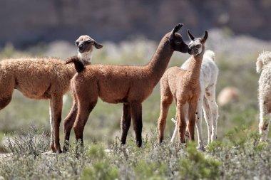 Neşeli ve meraklı, genç lamalar antik patikaların canlı dağ havasıyla buluştuğu Peru And Dağları 'nın tepelerini keşfediyorlar. Nefes kesen manzaralarda doğarlar, her adımda dağlık arazinin mirasını taşırlar..