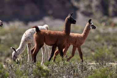 Neşeli ve meraklı, genç lamalar antik patikaların canlı dağ havasıyla buluştuğu Peru And Dağları 'nın tepelerini keşfediyorlar. Nefes kesen manzaralarda doğarlar, her adımda dağlık arazinin mirasını taşırlar..