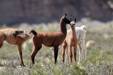 Neşeli ve meraklı, genç lamalar antik patikaların canlı dağ havasıyla buluştuğu Peru And Dağları 'nın tepelerini keşfediyorlar. Nefes kesen manzaralarda doğarlar, her adımda dağlık arazinin mirasını taşırlar..